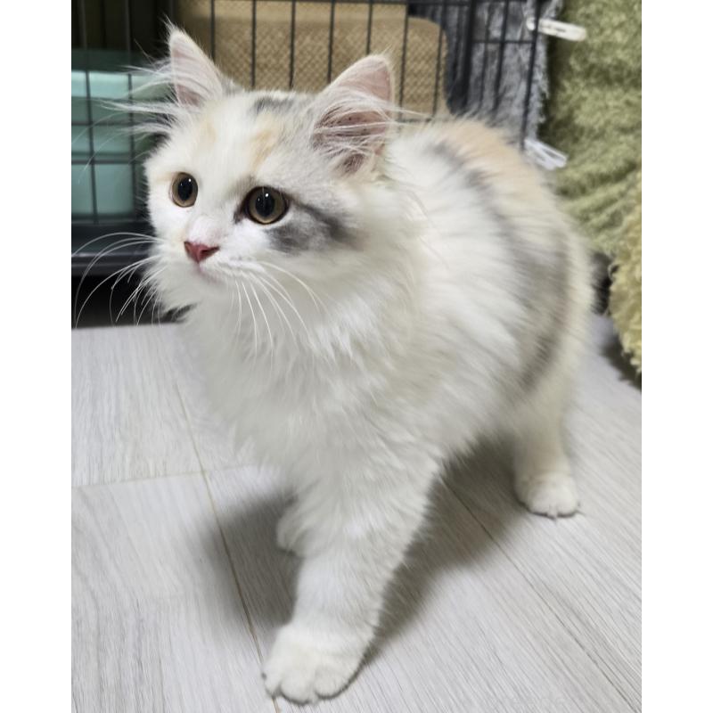 販売中の福岡県のマンチカン-128129の1枚目