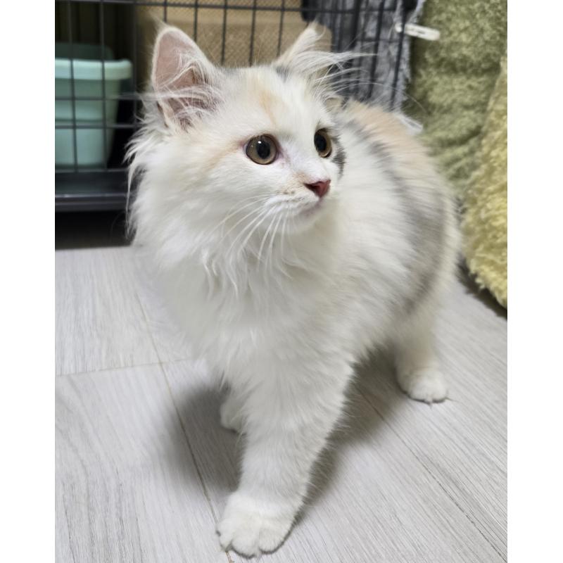 販売中の福岡県のマンチカン-128129の2枚目