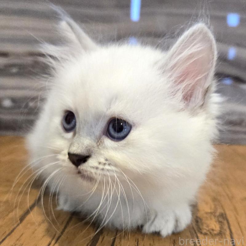 販売中の福岡県のマンチカン-131041の1枚目