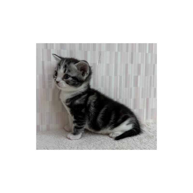 販売中の千葉県のアメリカンショートヘア-131042の3枚目