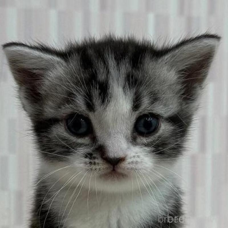 販売中の千葉県のアメリカンショートヘア-131042の1枚目