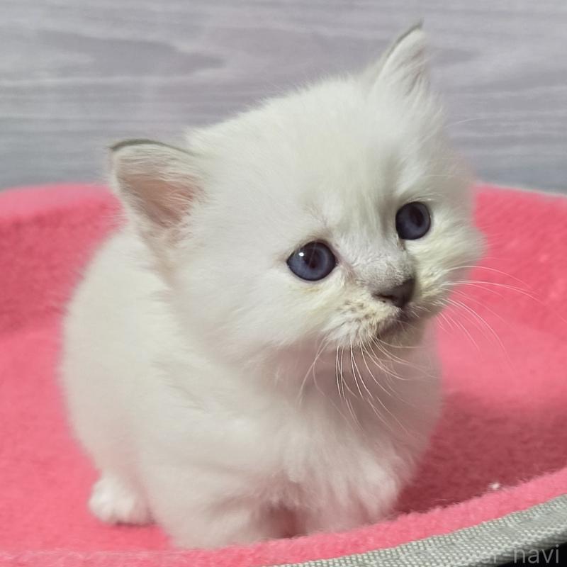 販売中の福岡県のマンチカン-131041の4枚目