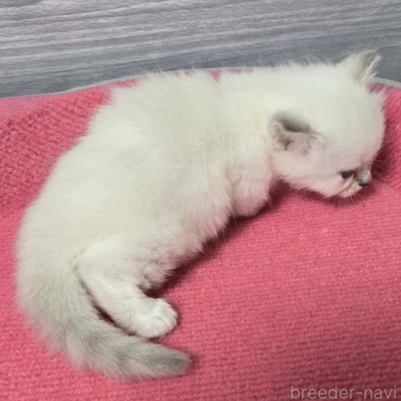 販売中の福岡県のマンチカン-131041の3枚目