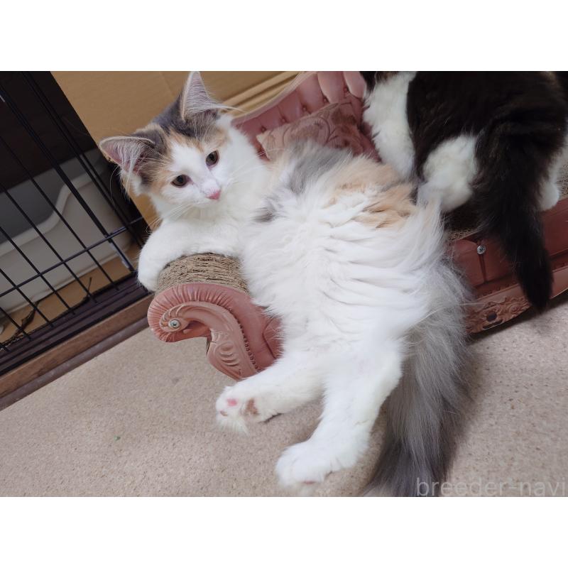 販売中の埼玉県のノルウェージャンフォレストキャット-122995の2枚目