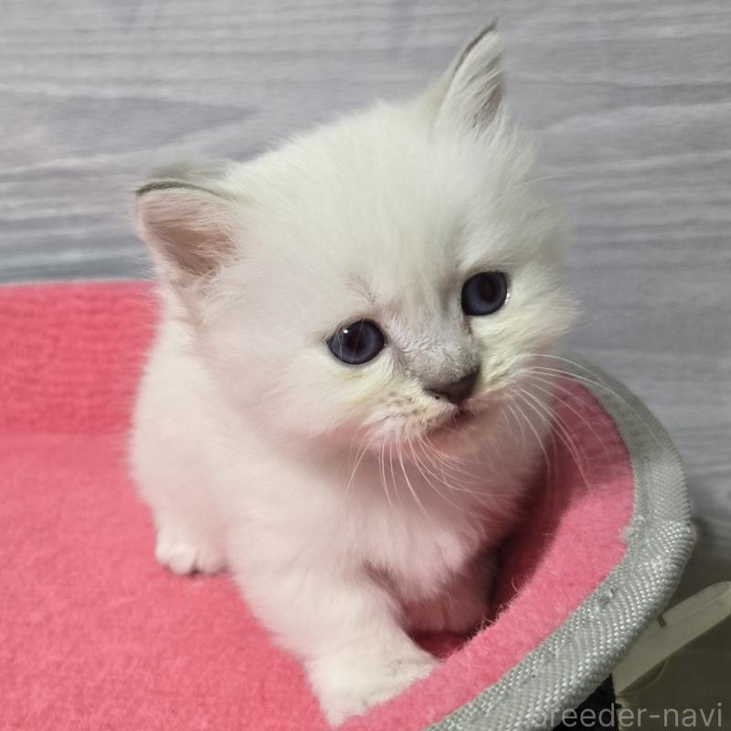 販売中の福岡県のマンチカン-131041の2枚目