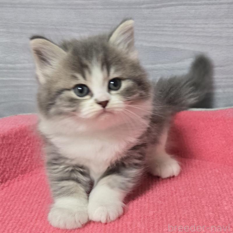 販売中の福岡県のマンチカン-131043