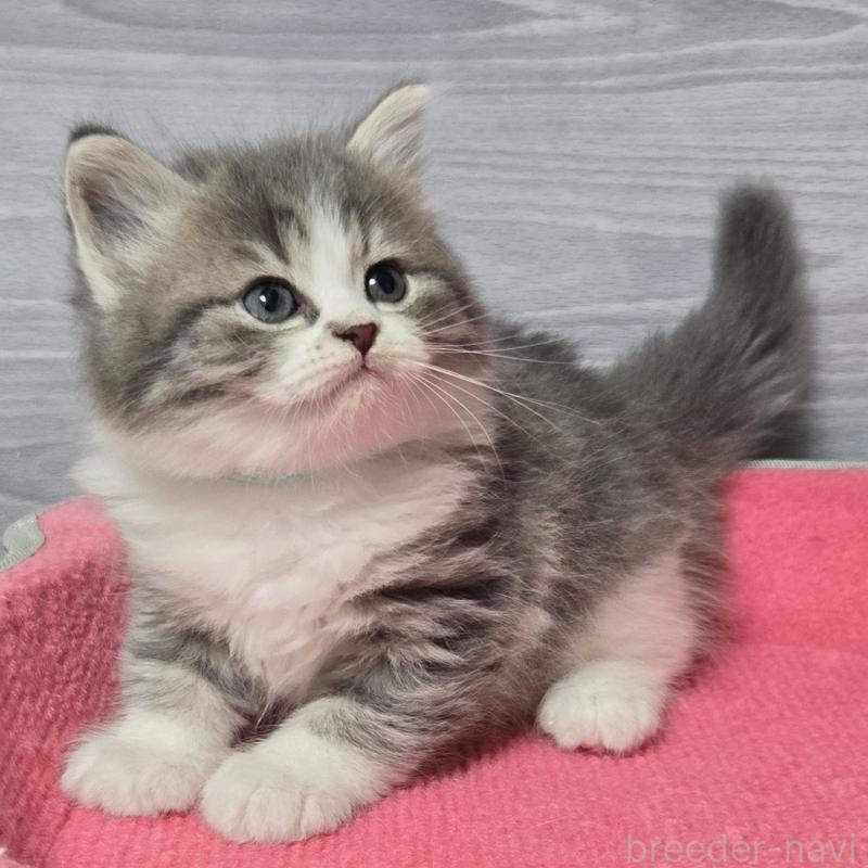 販売中の福岡県のマンチカン-131043の5枚目