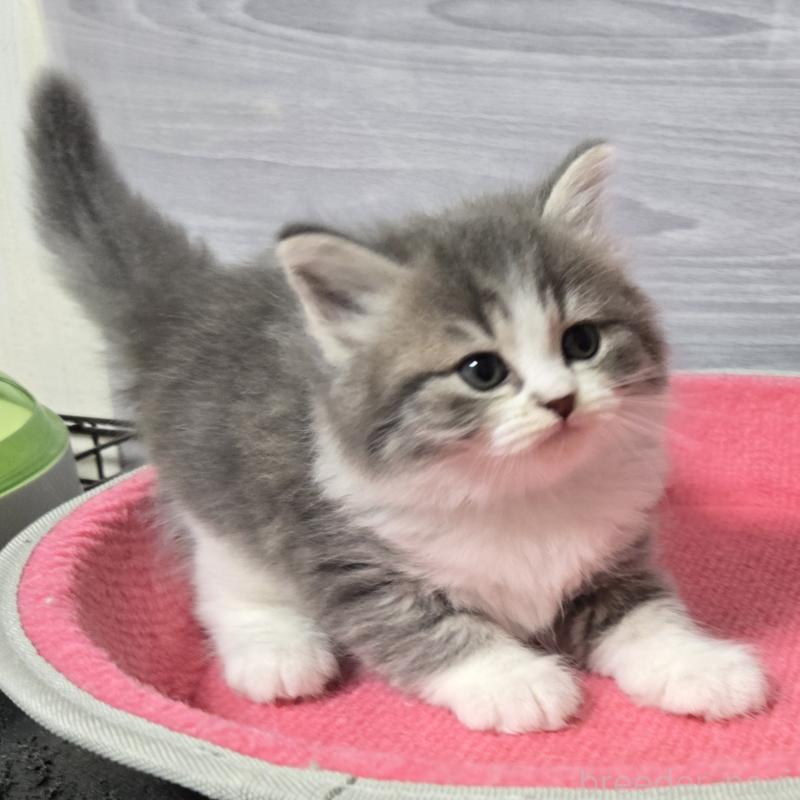 販売中の福岡県のマンチカン-131043の4枚目