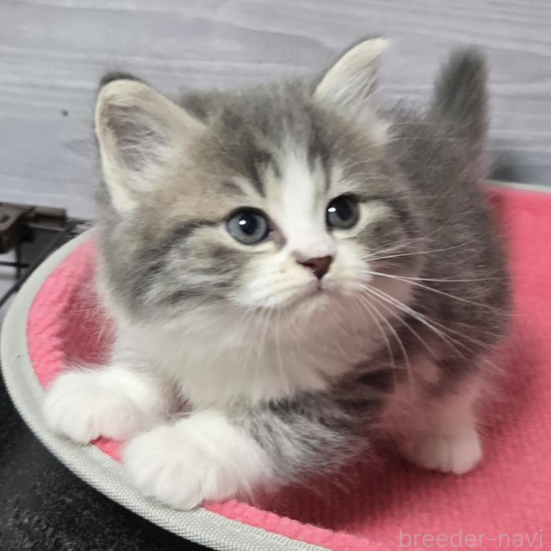 販売中の福岡県のマンチカン-131043の3枚目