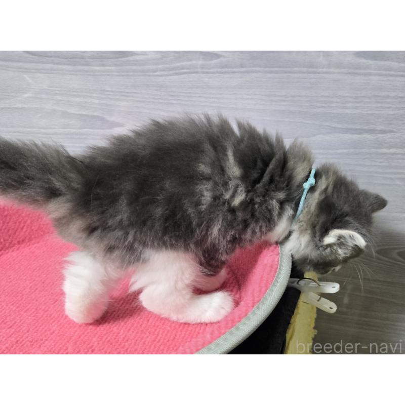 販売中の福岡県のマンチカン-131043の2枚目