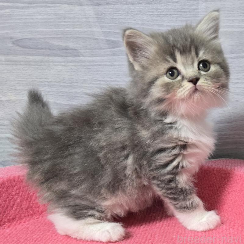 販売中の福岡県のマンチカン-131045