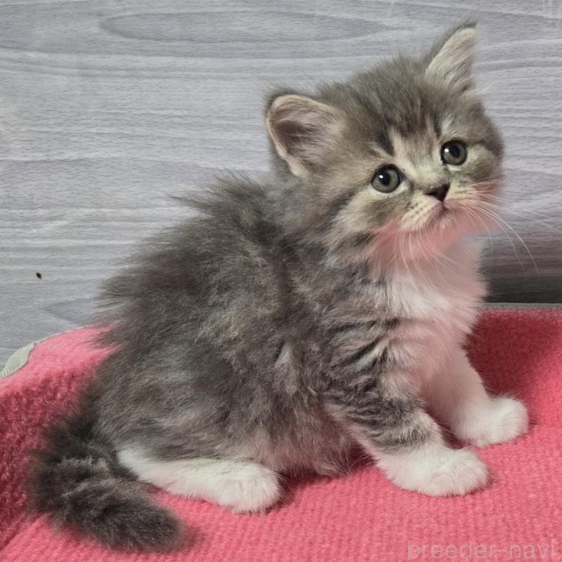 販売中の福岡県のマンチカン-131045の5枚目