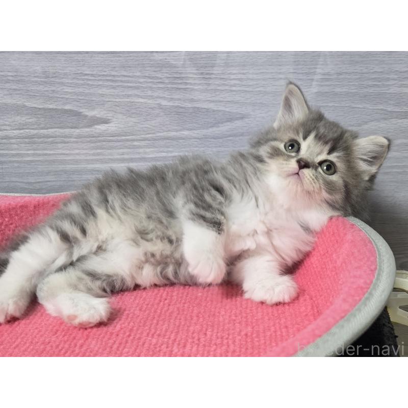 販売中の福岡県のマンチカン-131045の4枚目