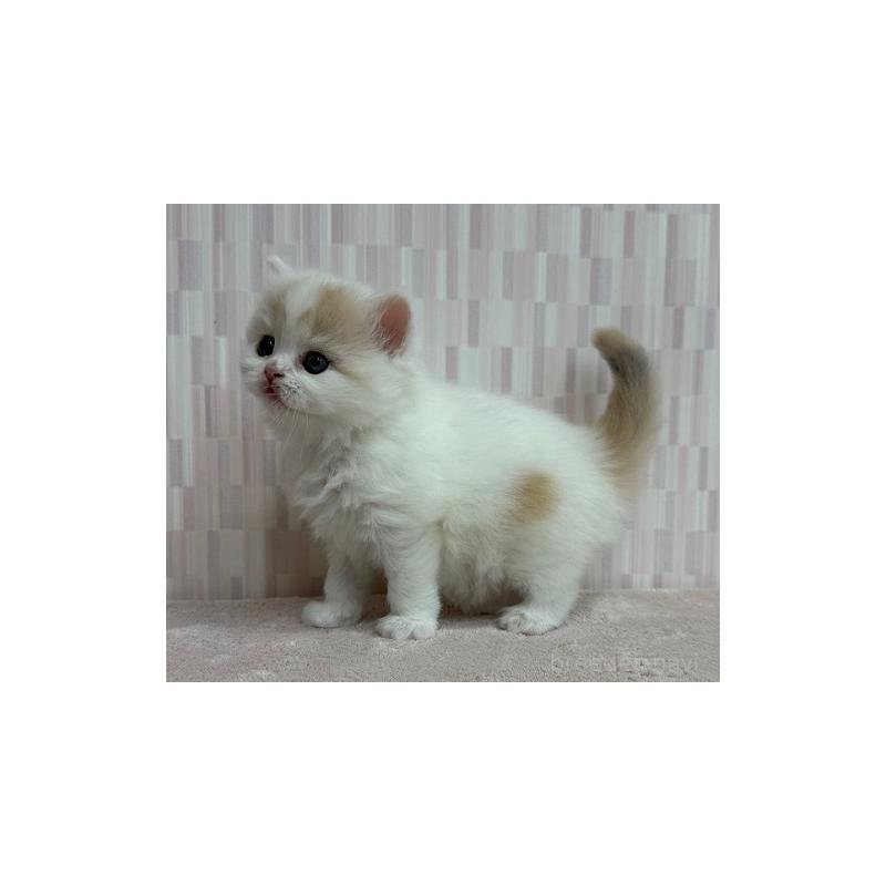 販売中の千葉県のスコティッシュフォールド-131044の3枚目