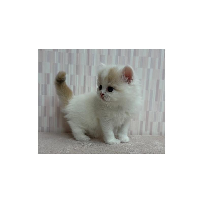 販売中の千葉県のスコティッシュフォールド-131044の2枚目