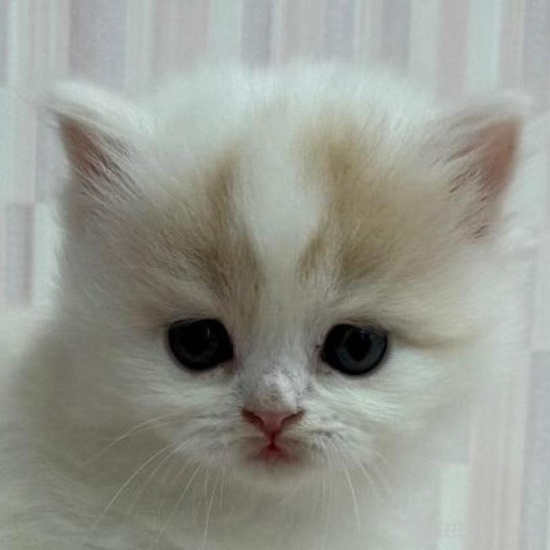 販売中の千葉県のスコティッシュフォールド-131044の1枚目