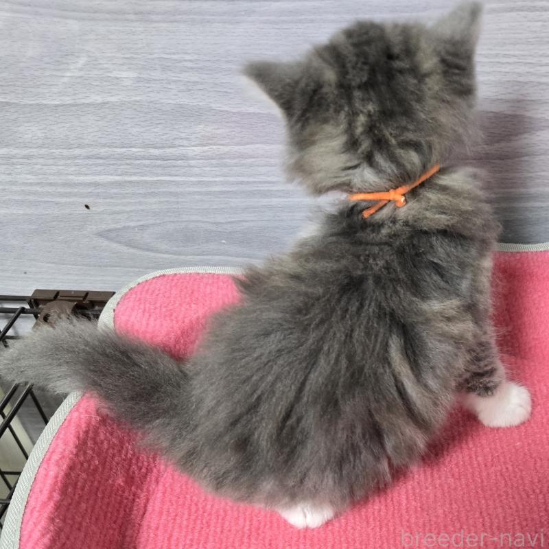 販売中の福岡県のマンチカン-131045の3枚目