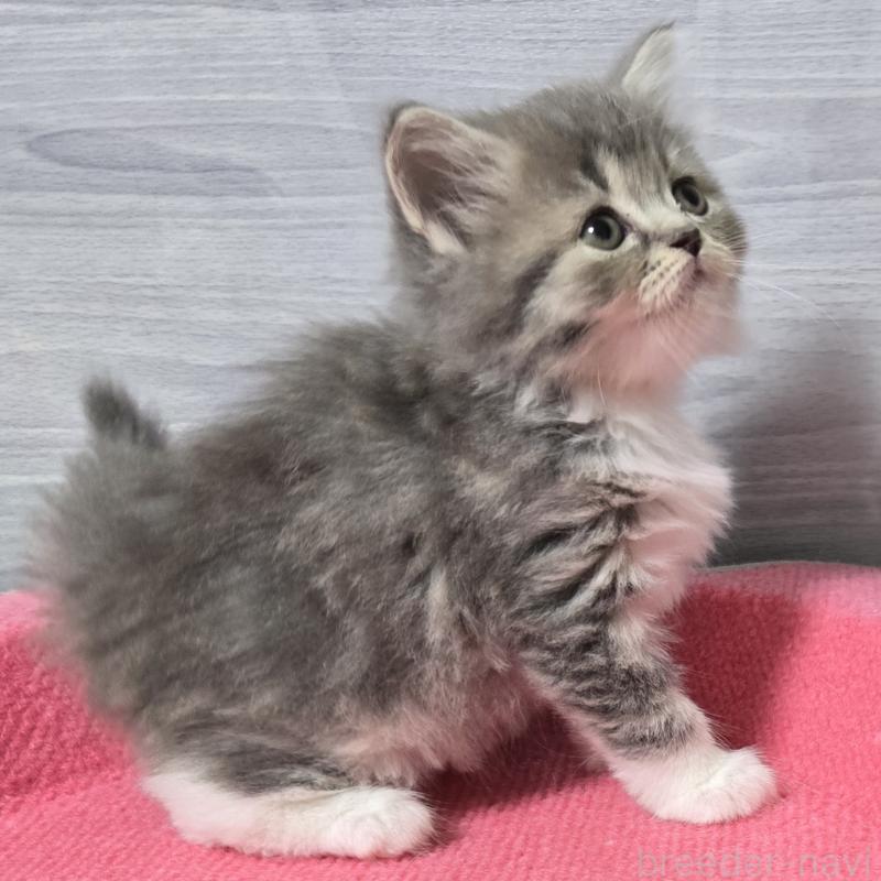 販売中の福岡県のマンチカン-131045の2枚目