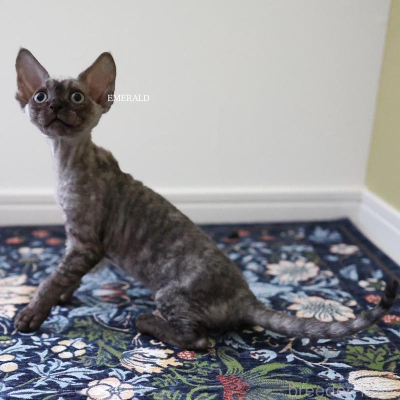 販売中の愛知県のデボンレックス-129008の3枚目