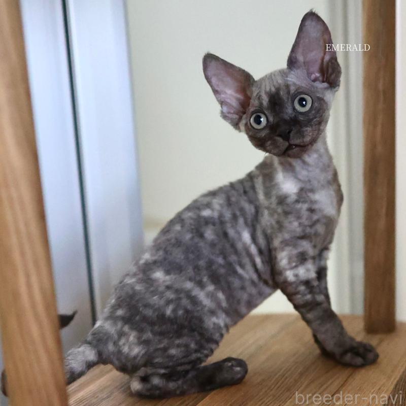 販売中の愛知県のデボンレックス-129008の2枚目