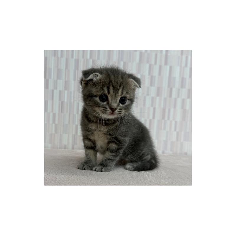 販売中の千葉県のスコティッシュフォールド(折れ耳)-131046の3枚目