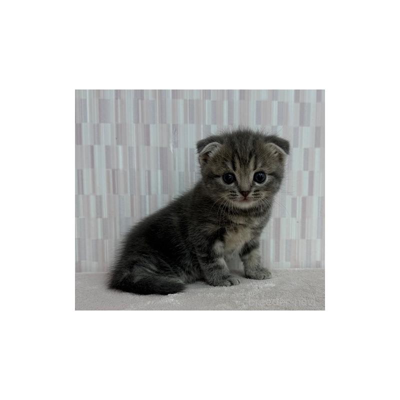 販売中の千葉県のスコティッシュフォールド(折れ耳)-131046の2枚目