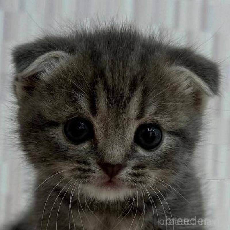 販売中の千葉県のスコティッシュフォールド(折れ耳)-131046