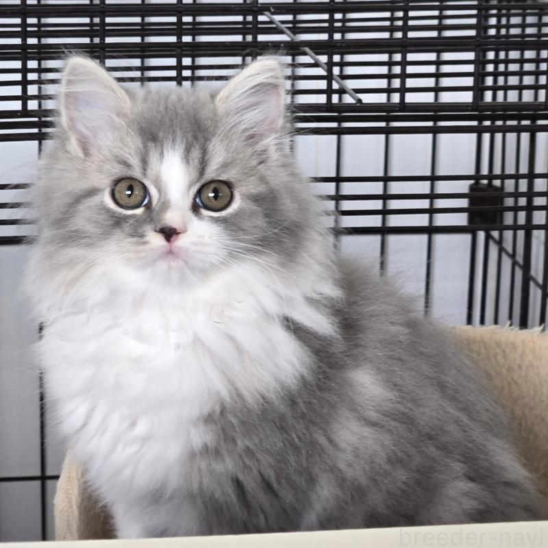 販売中の福岡県のスコティッシュフォールド-131048