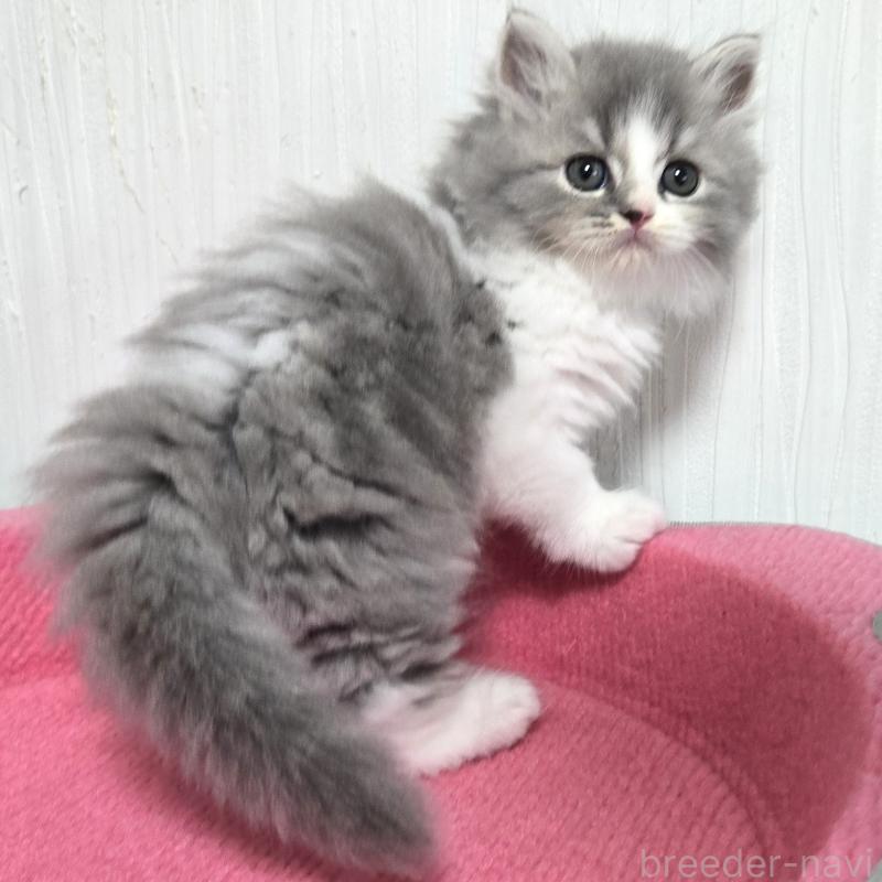 販売中の福岡県のスコティッシュフォールド-131048の5枚目