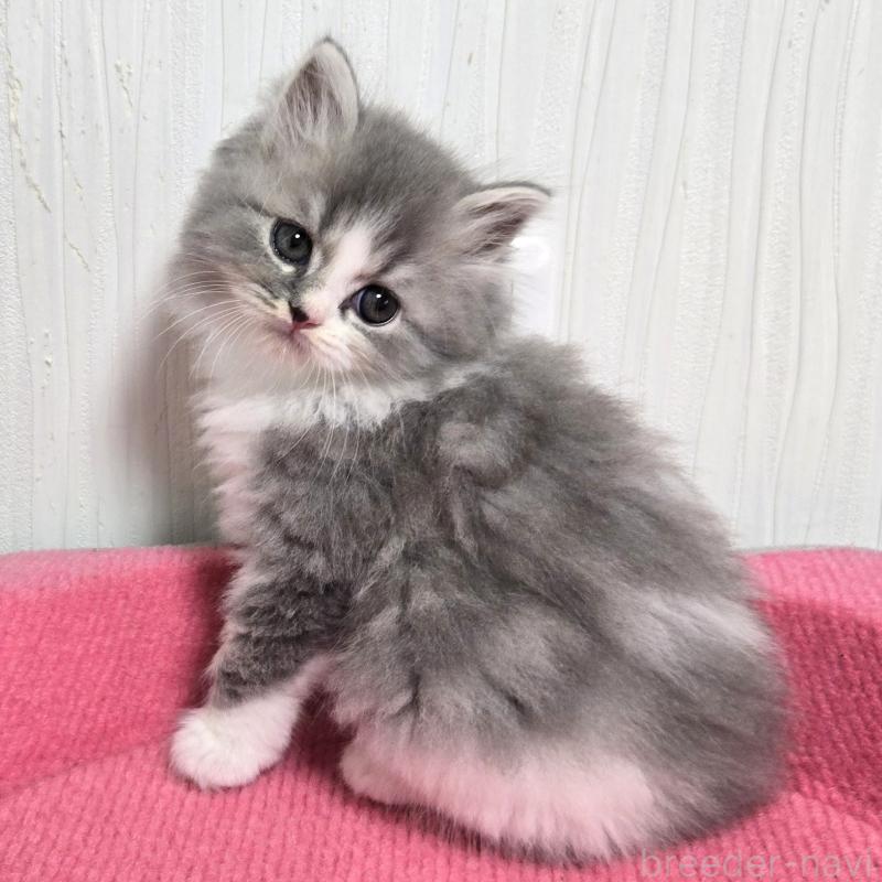 販売中の福岡県のスコティッシュフォールド-131048の4枚目