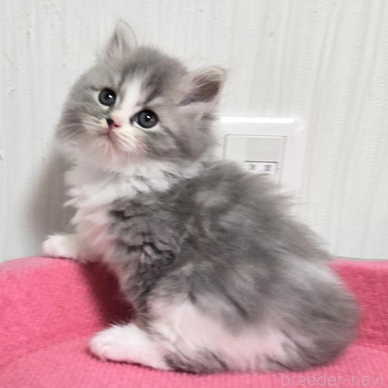 販売中の福岡県のスコティッシュフォールド-131048の3枚目