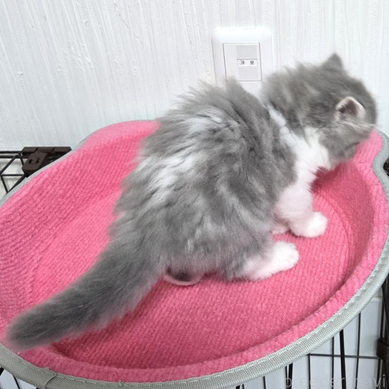 販売中の福岡県のスコティッシュフォールド-131048の2枚目