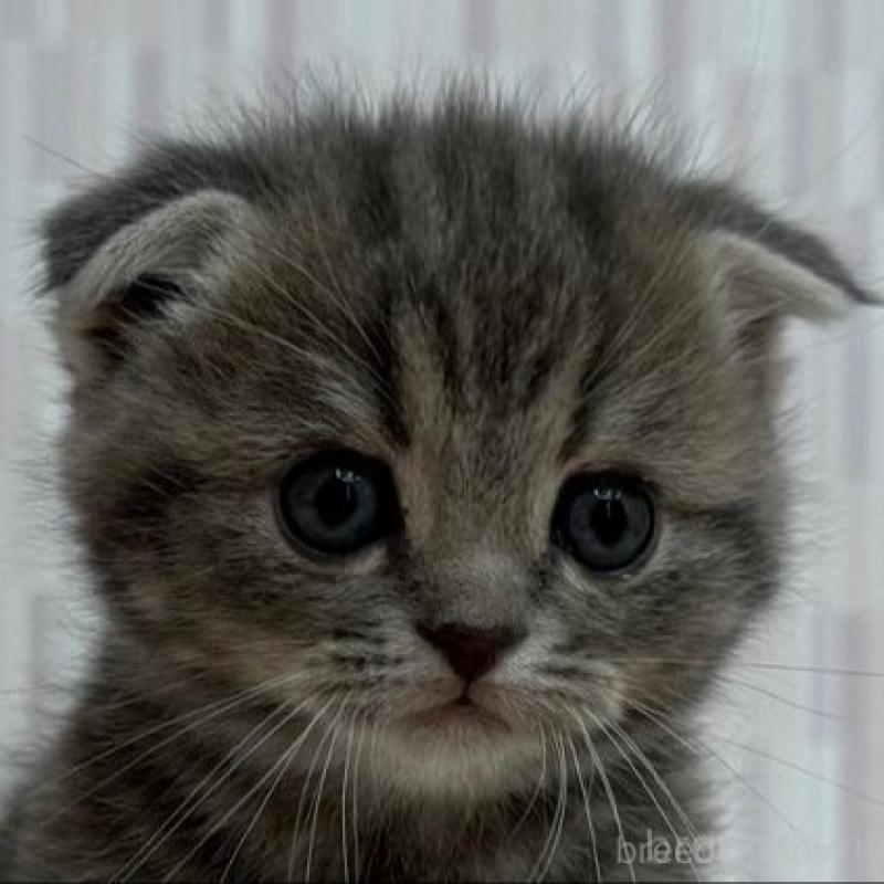 販売中の千葉県のスコティッシュフォールド(折れ耳)-131047