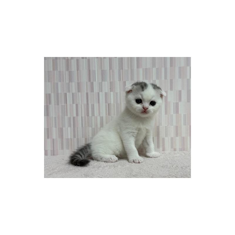 販売中の千葉県のスコティッシュフォールド(折れ耳)-131049の3枚目