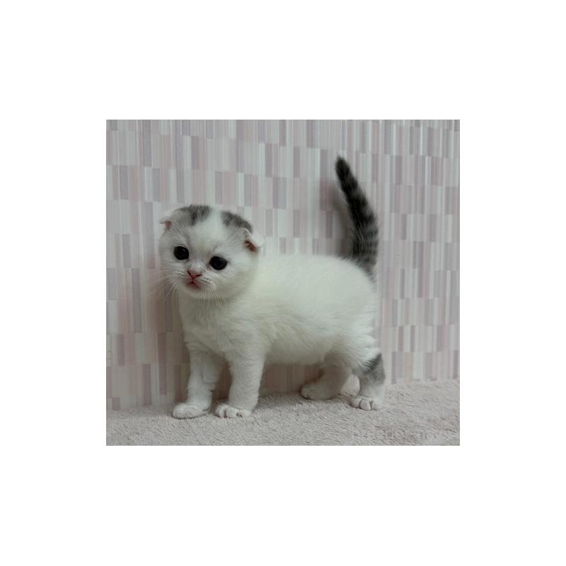 販売中の千葉県のスコティッシュフォールド(折れ耳)-131049の2枚目