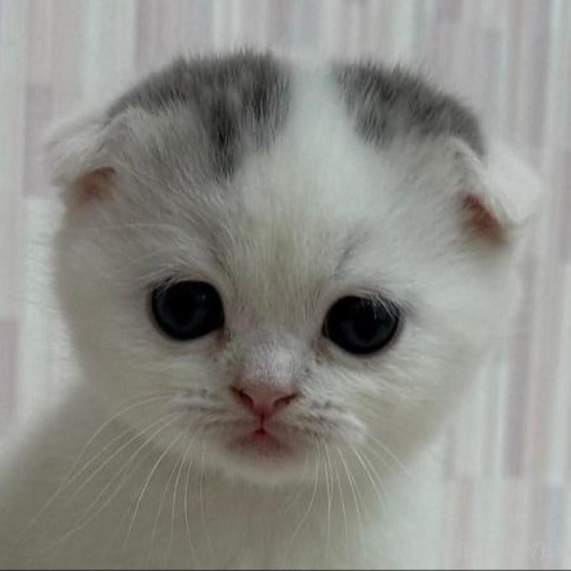 販売中の千葉県のスコティッシュフォールド(折れ耳)-131049