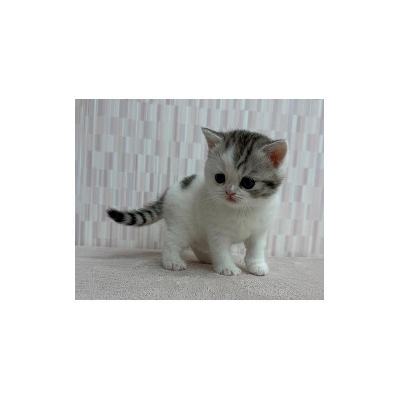 販売中の千葉県のスコティッシュフォールド-131050の3枚目