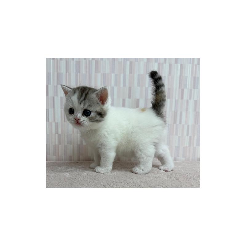 販売中の千葉県のスコティッシュフォールド-131050の2枚目