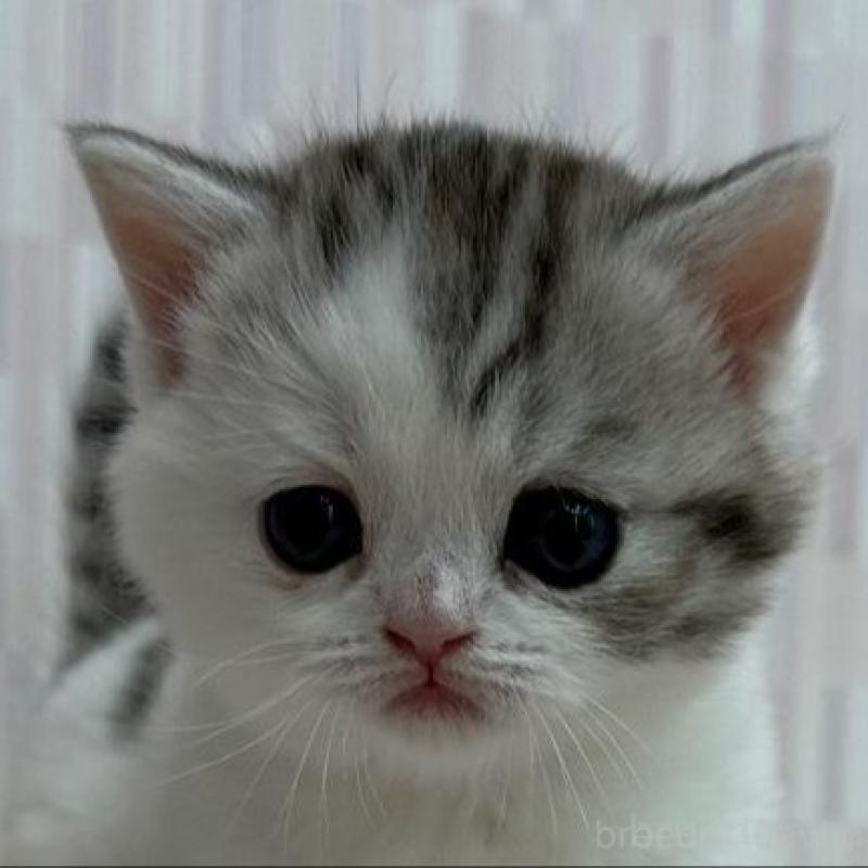 販売中の千葉県のスコティッシュフォールド-131050