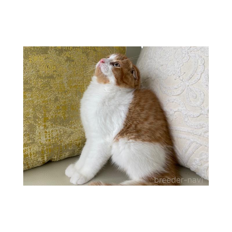 販売中の茨城県のスコティッシュフォールド-130656の5枚目