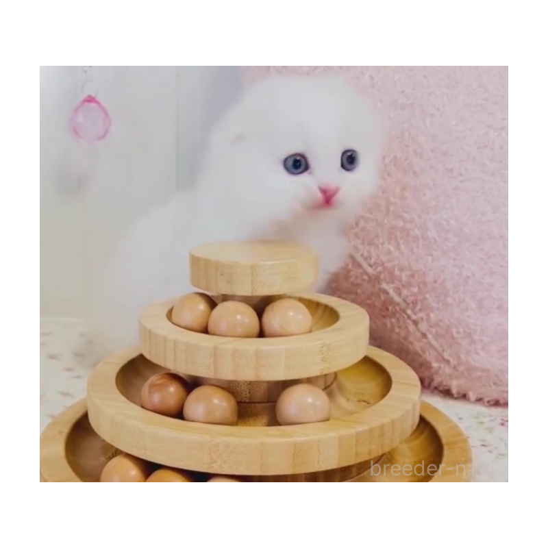 販売中の東京都のスコティッシュフォールド(折れ耳)-131051の6枚目