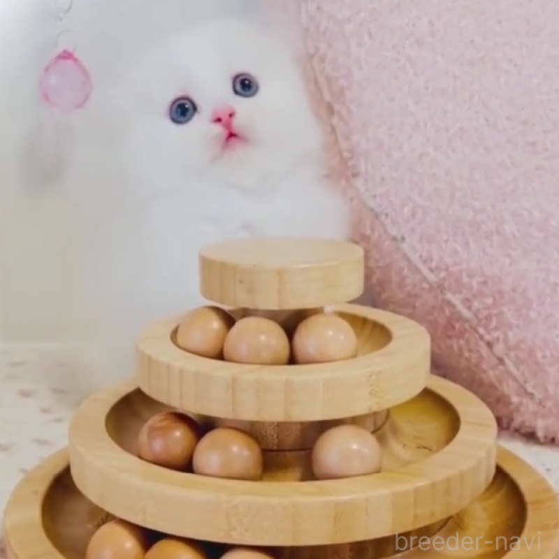 販売中の東京都のスコティッシュフォールド(折れ耳)-131051の5枚目