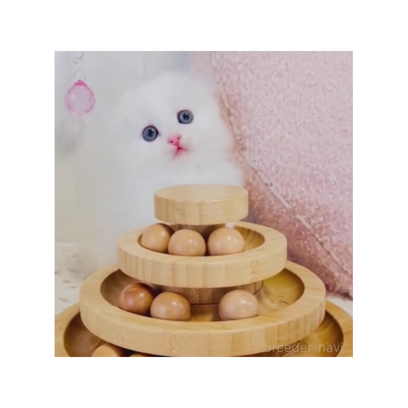 販売中の東京都のスコティッシュフォールド(折れ耳)-131051の4枚目