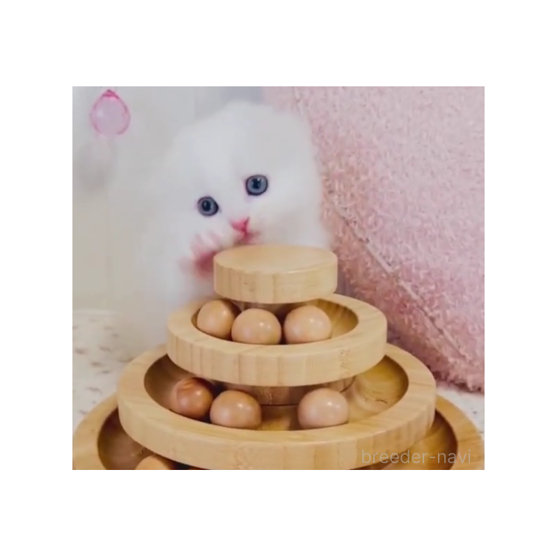 販売中の東京都のスコティッシュフォールド(折れ耳)-131051の3枚目