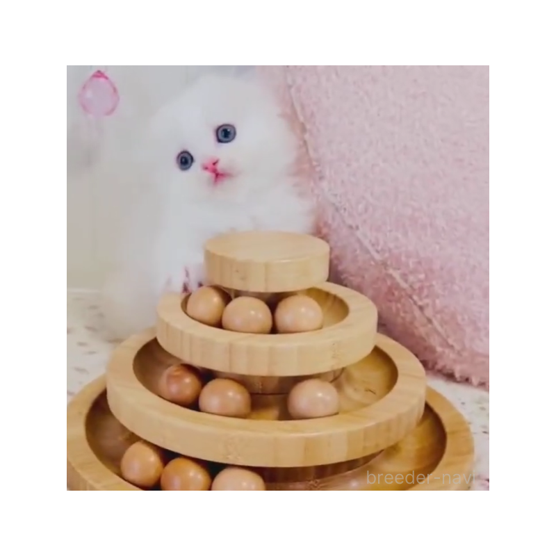 販売中の東京都のスコティッシュフォールド(折れ耳)-131051の2枚目