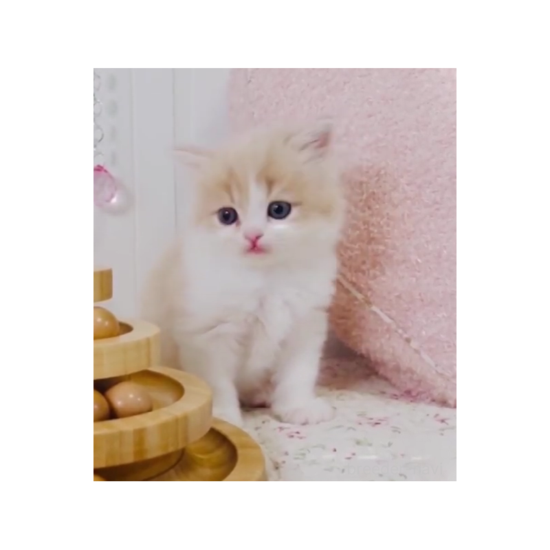 販売中の東京都のスコティッシュフォールド-131052の6枚目