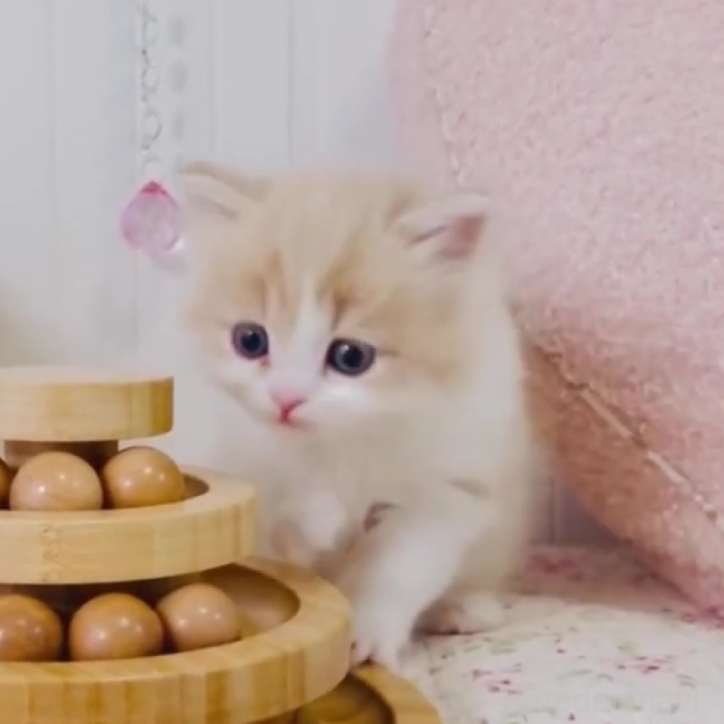 販売中の東京都のスコティッシュフォールド-131052の5枚目