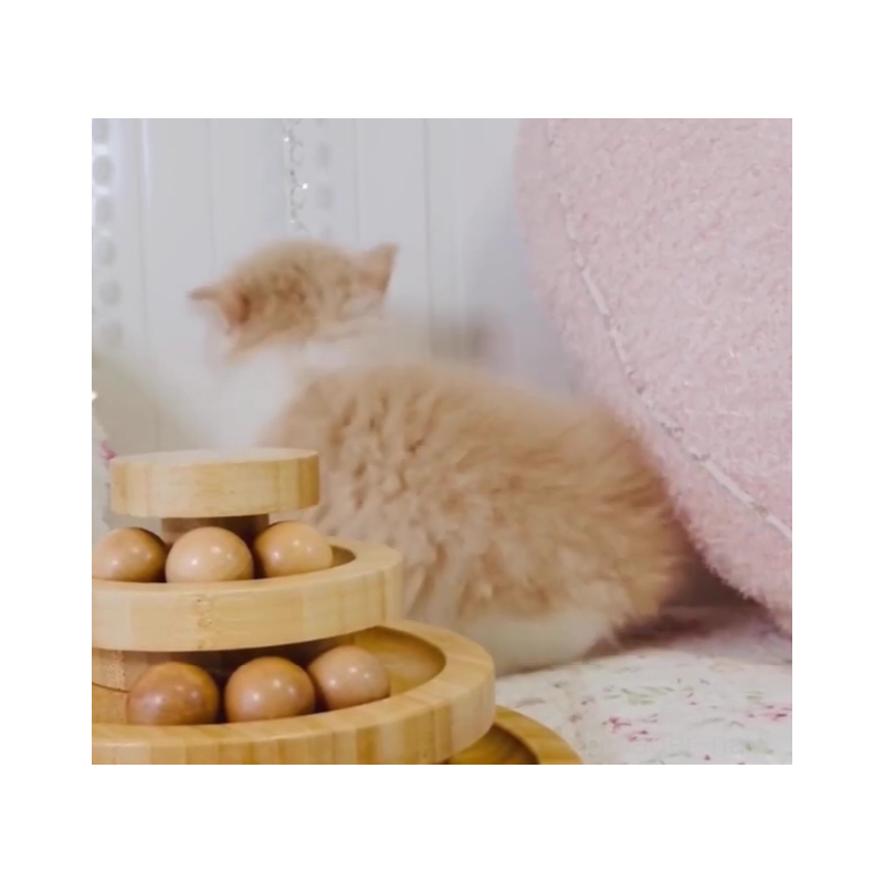 販売中の東京都のスコティッシュフォールド-131052の4枚目