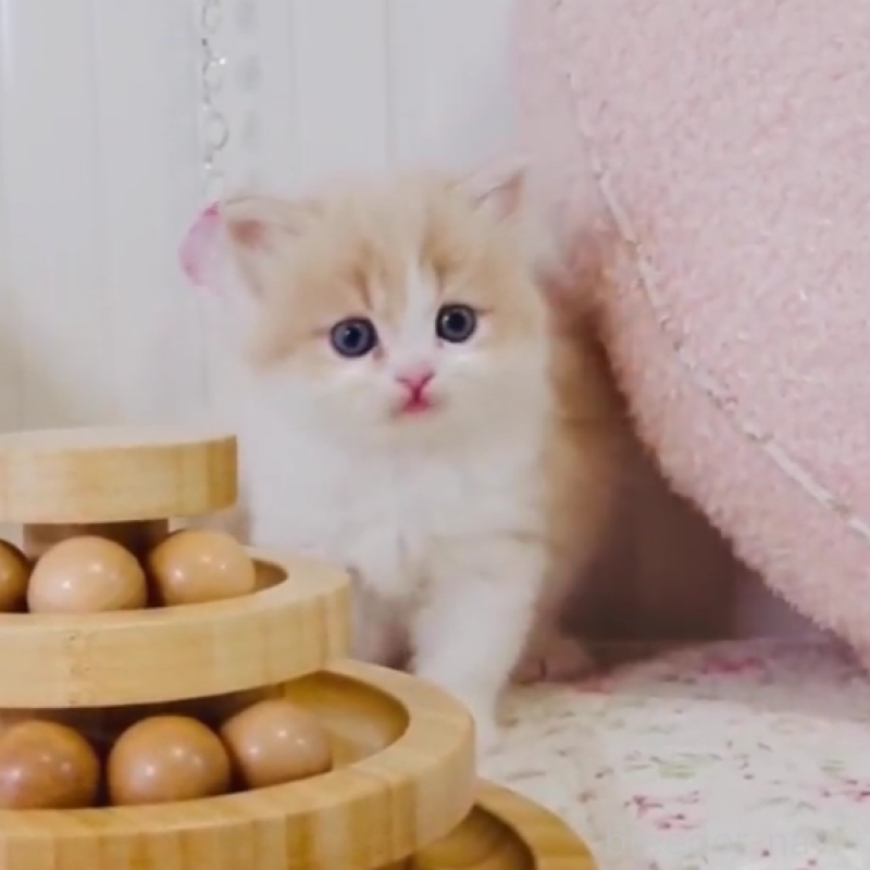 販売中の東京都のスコティッシュフォールド-131052の3枚目