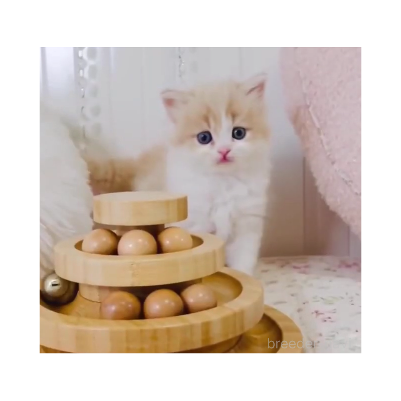 販売中の東京都のスコティッシュフォールド-131052の2枚目